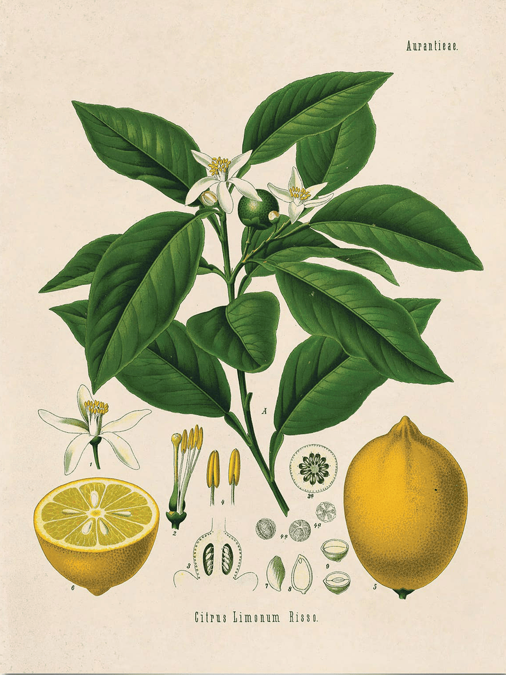 vintage-botanical-citrus-lemon vintage-botanical-citrus-lemon