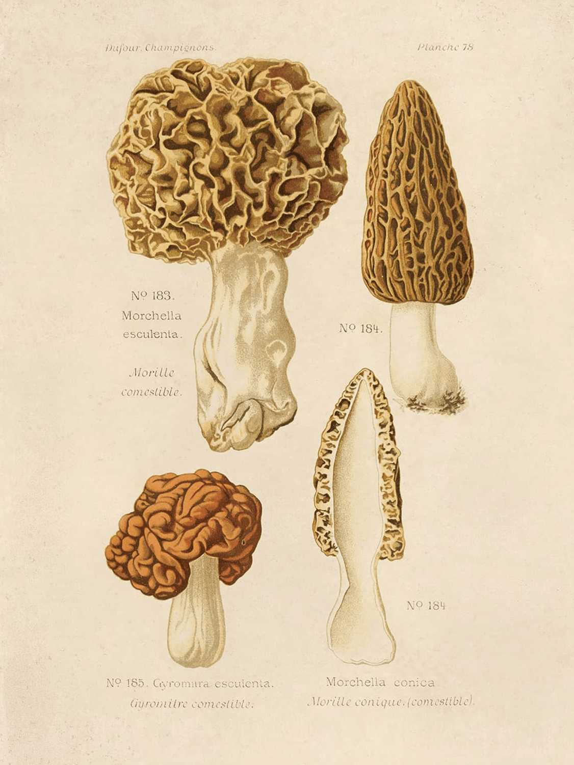 Vintage botanical illustration of edible mushrooms, including Morchella esculenta (morel), Morchella conica, and Gyromitra esculenta, with cross-sectional and whole views labeled in French.