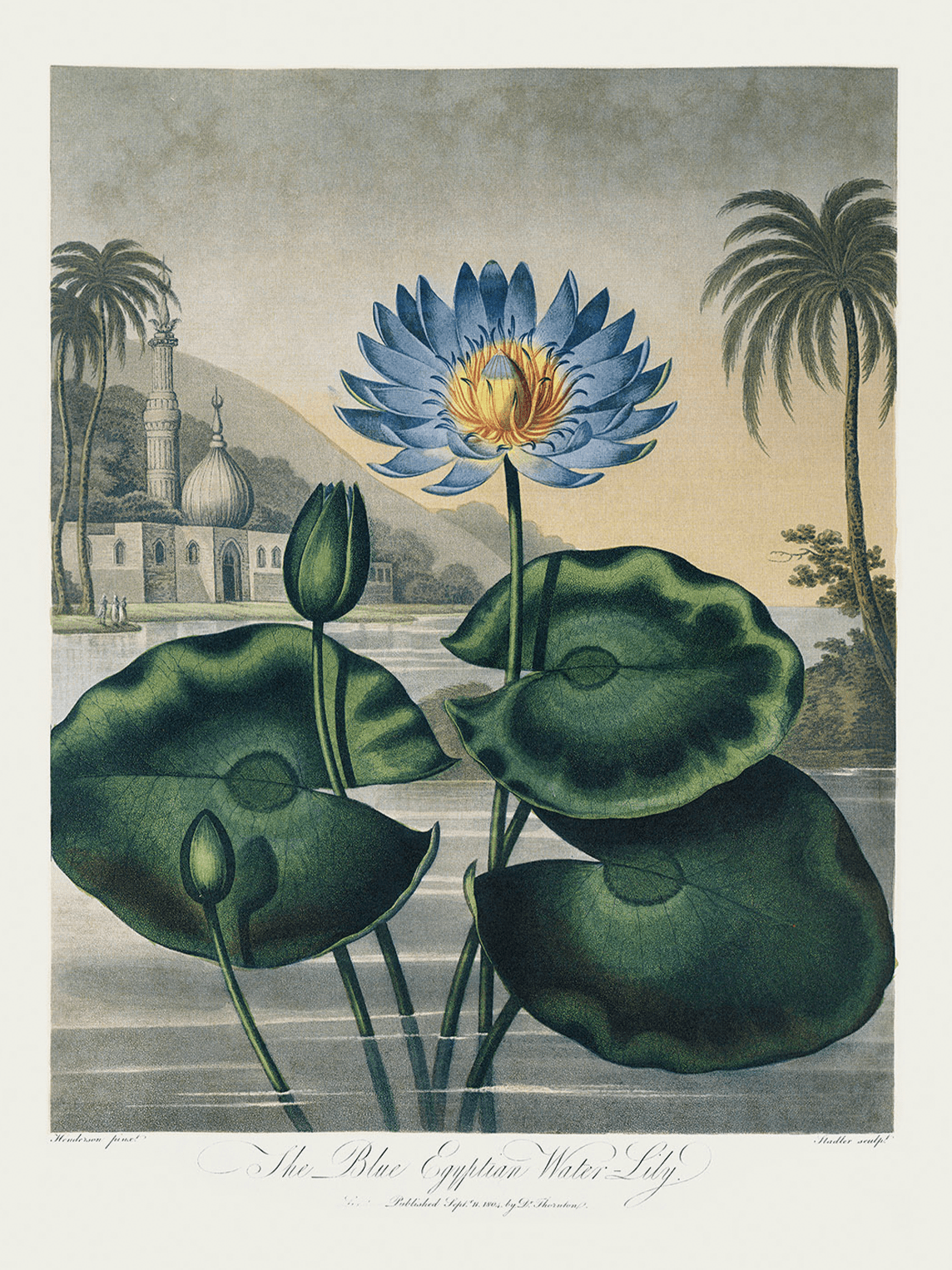Illustration of a blue Egyptian water lily with large green leaves, set by a calm body of water, with a mosque, palm trees, and a mountain in the background.