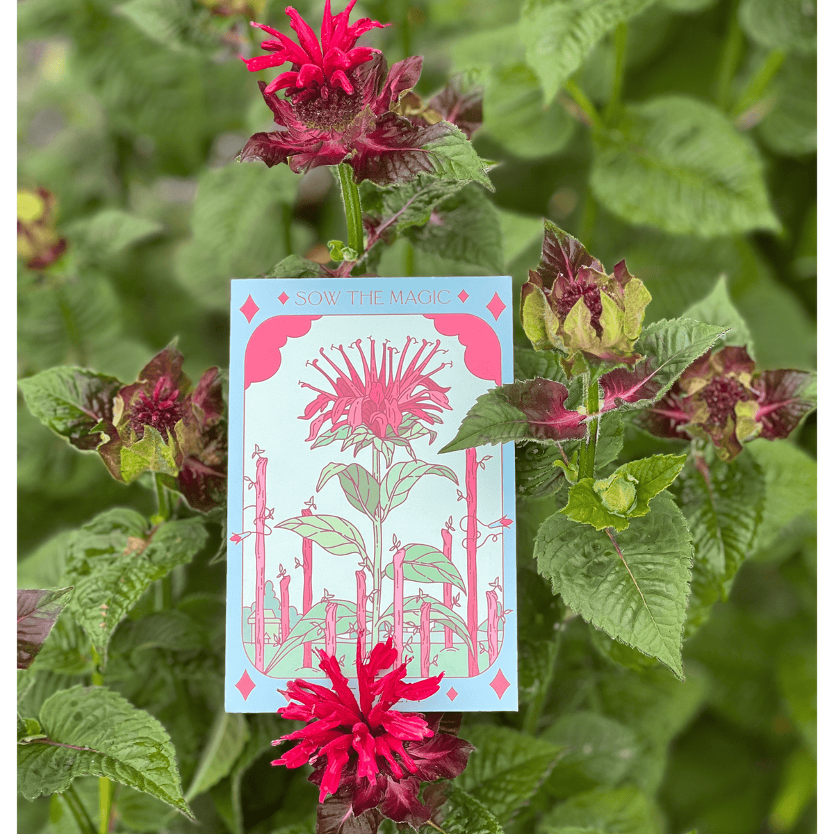 Bee Balm Tarot Garden Seed Packet - Shop at Persephone's Hearth