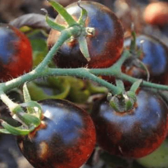 Blueberries Cherry Tomato Tarot Garden Seed Packet - Shop at Persephone's Hearth