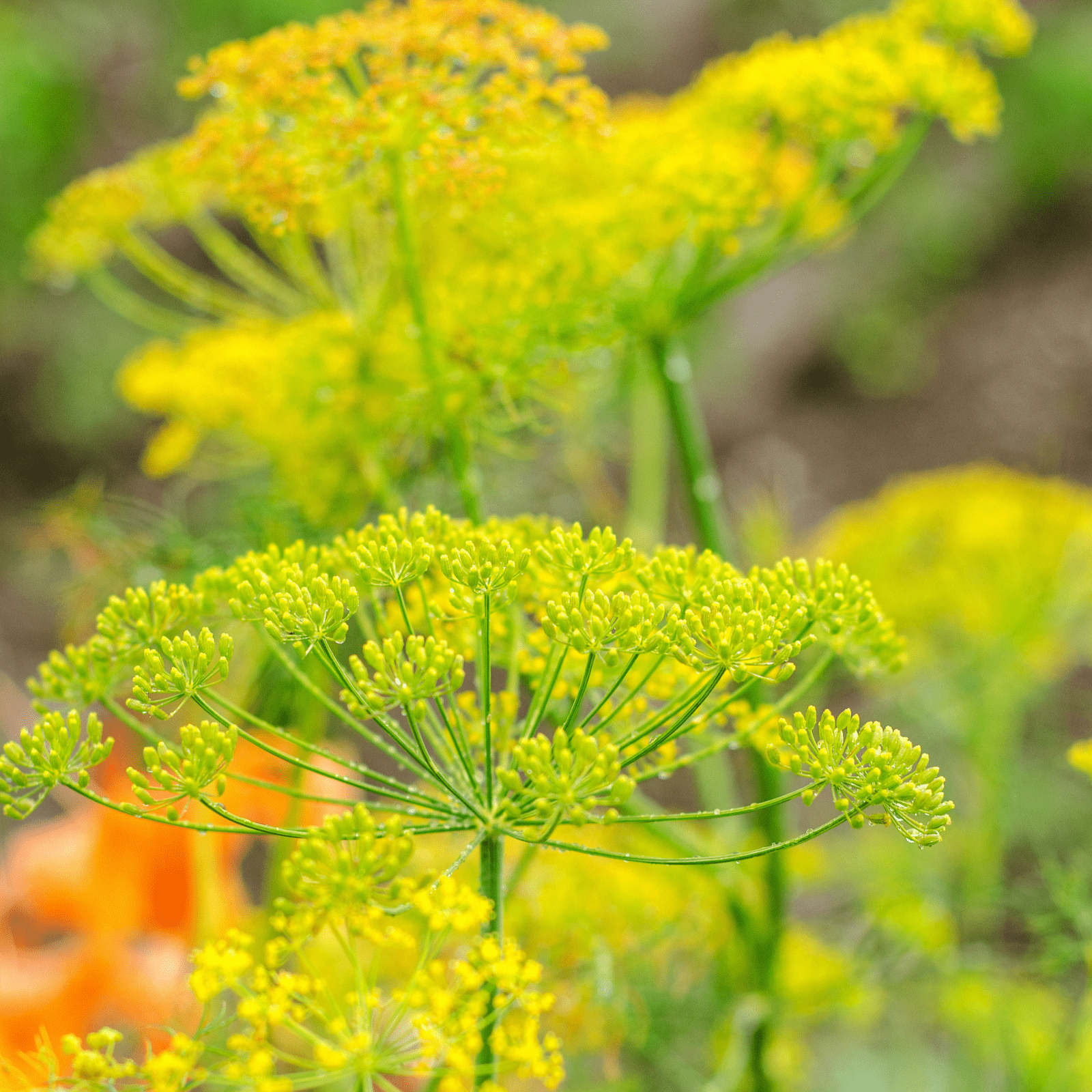 Sow the Magic Bouquet Dill Seed Packet - Thumbnail 5