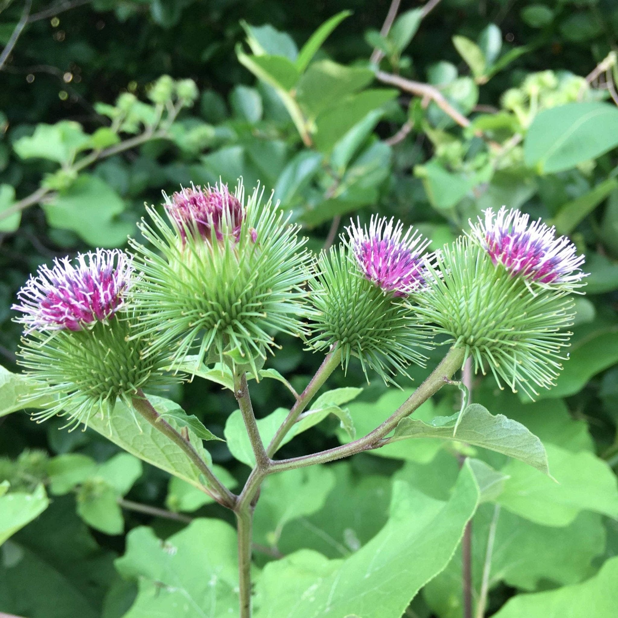 Sow the Magic Burdock Tarot Garden Seeds - Thumbnail 2