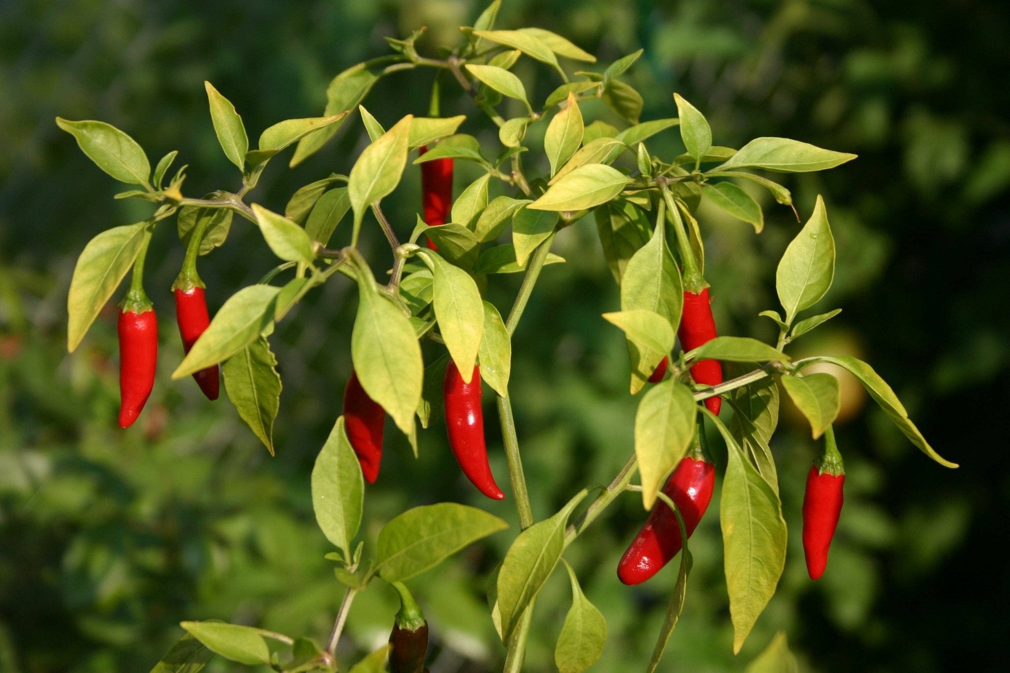 Sow the Magic Cayenne Pepper Seed Packet - Thumbnail 2