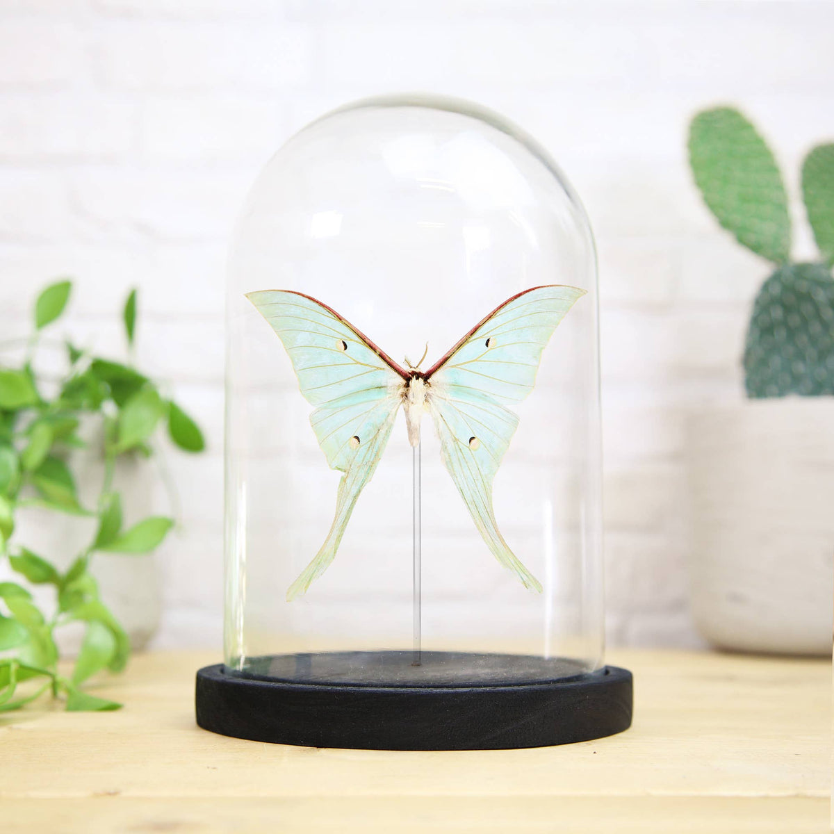 Curated Studio Luna Moth Bell Jar: Ebony Black