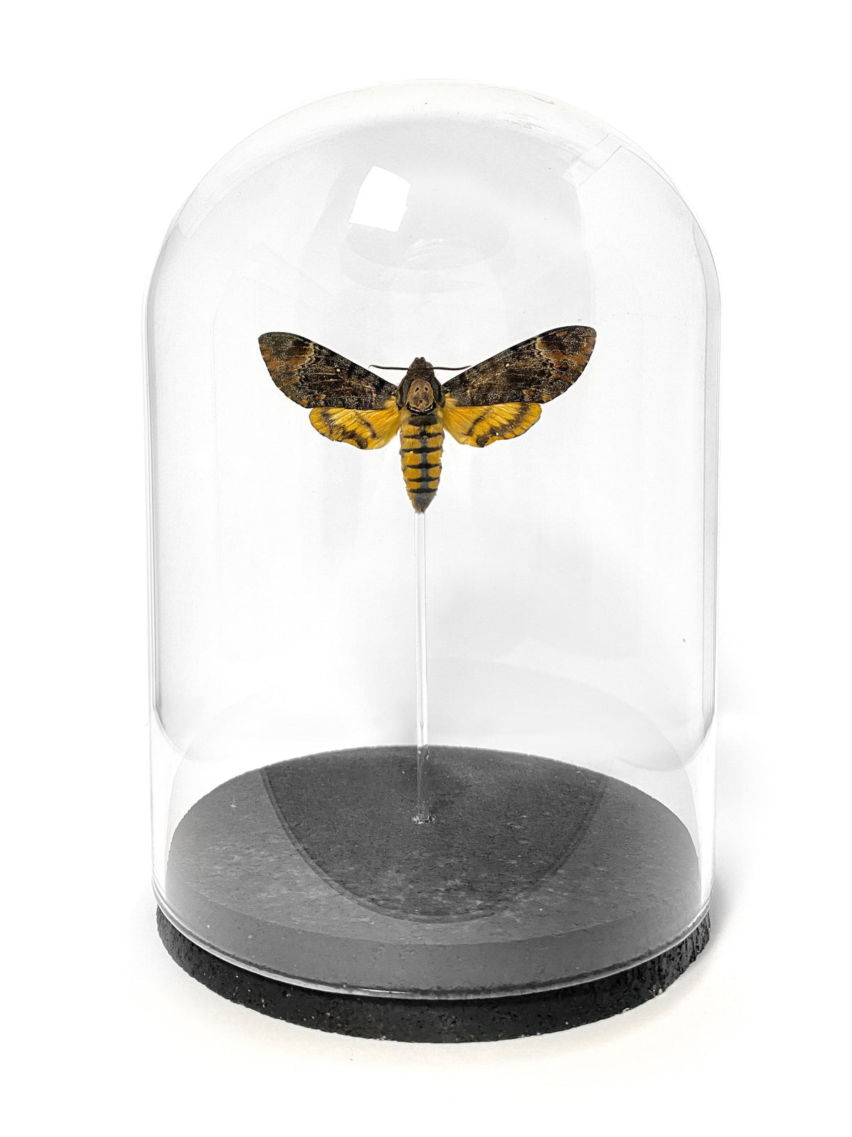 Curated Studio Specimen Jar Death's Head Moth Bell Jar