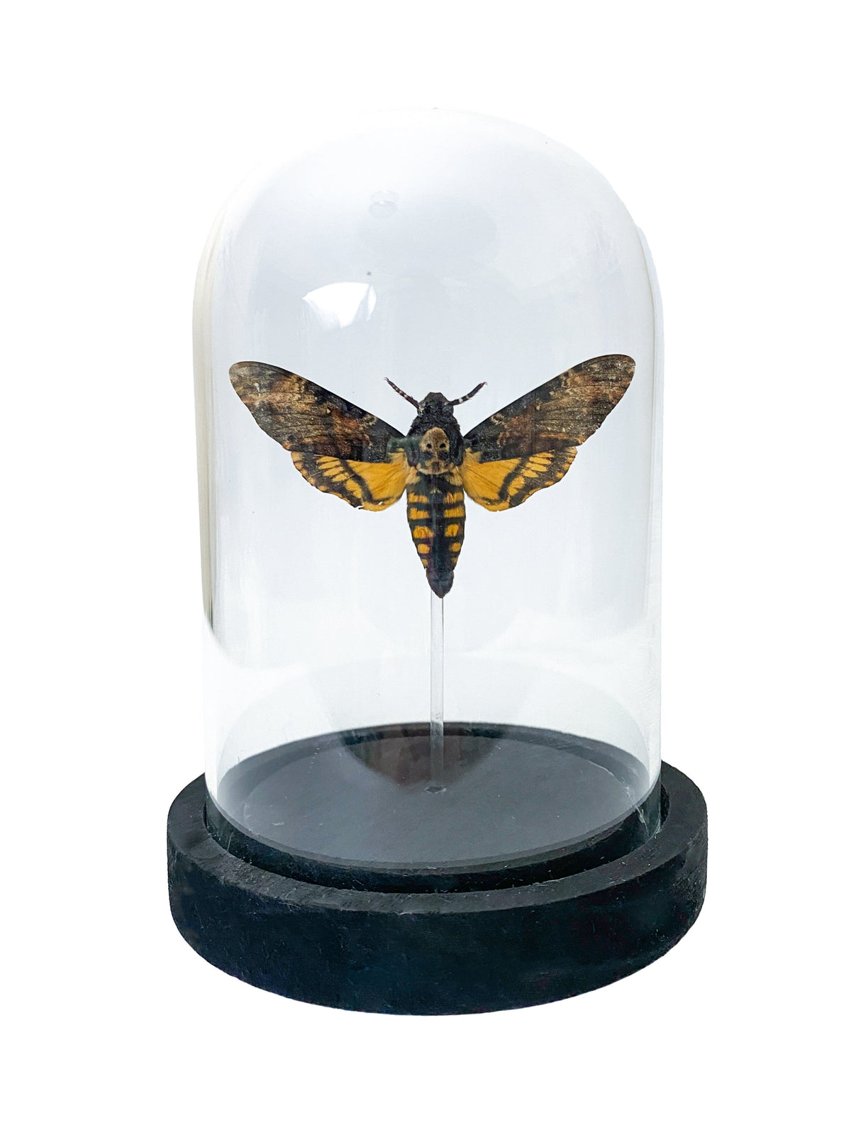 Curated Studio Specimen Jar Death's Head Moth Bell Jar