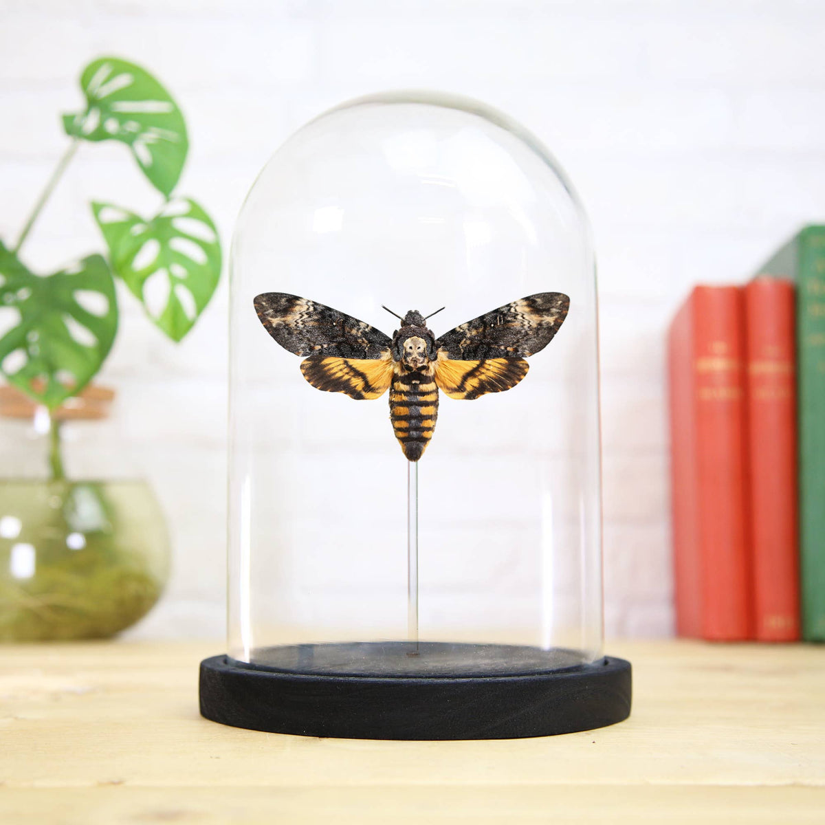 Curated Studio Specimen Jar Death's Head Moth Bell Jar