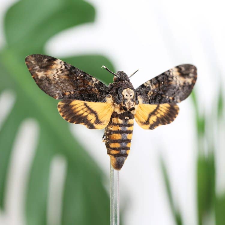 Curated Studio Specimen Jar Death's Head Moth Bell Jar