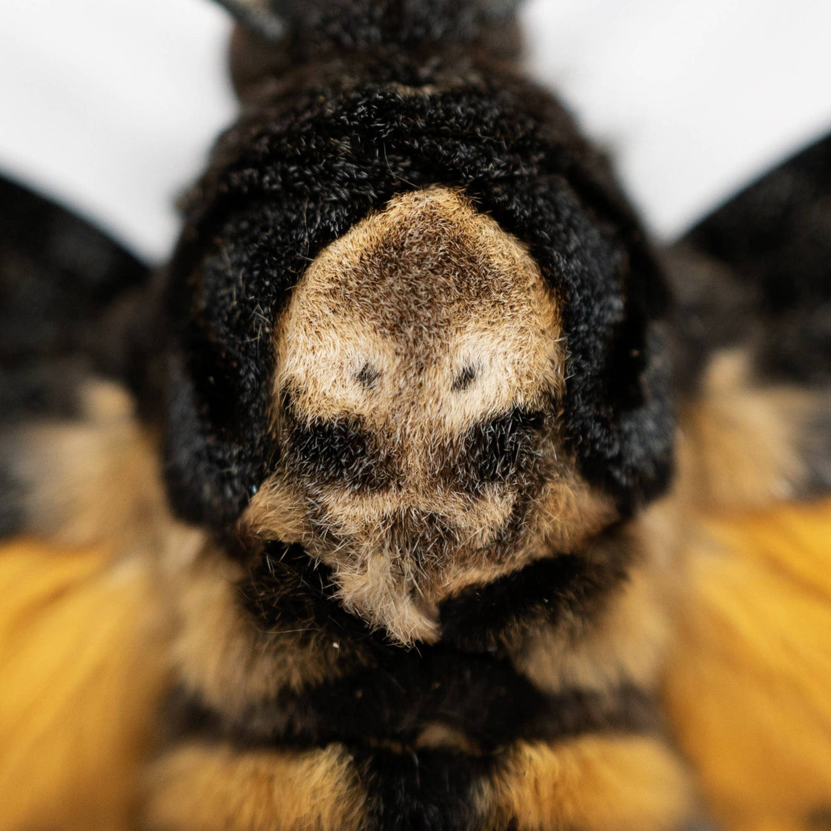 Curated Studio Specimen Jar Death's Head Moth Bell Jar