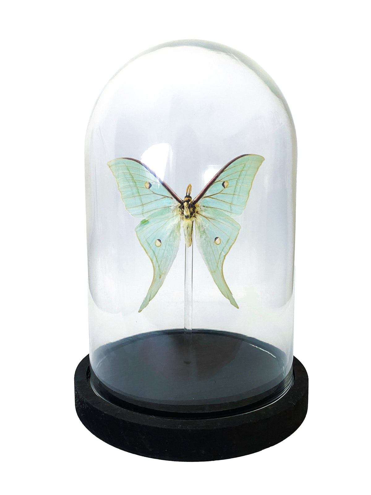 Curated Studio Specimen Jar Luna Moth Bell Jar