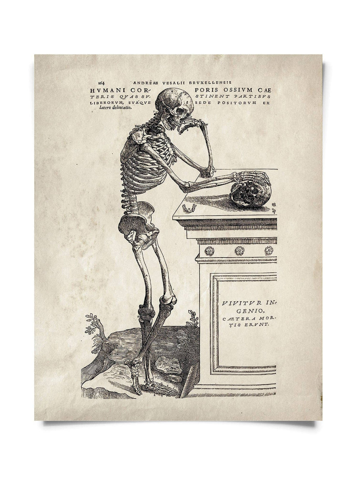 Curious Prints Giclee Print 10" x 8" Vintage Anatomy Skeleton Leaning Print