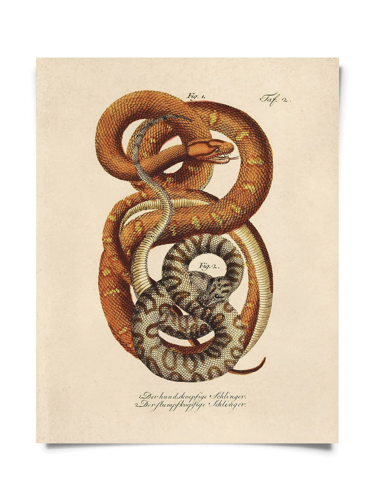 Curious Prints Giclee Print 10" x 8" Vintage French Snake No.1 Print