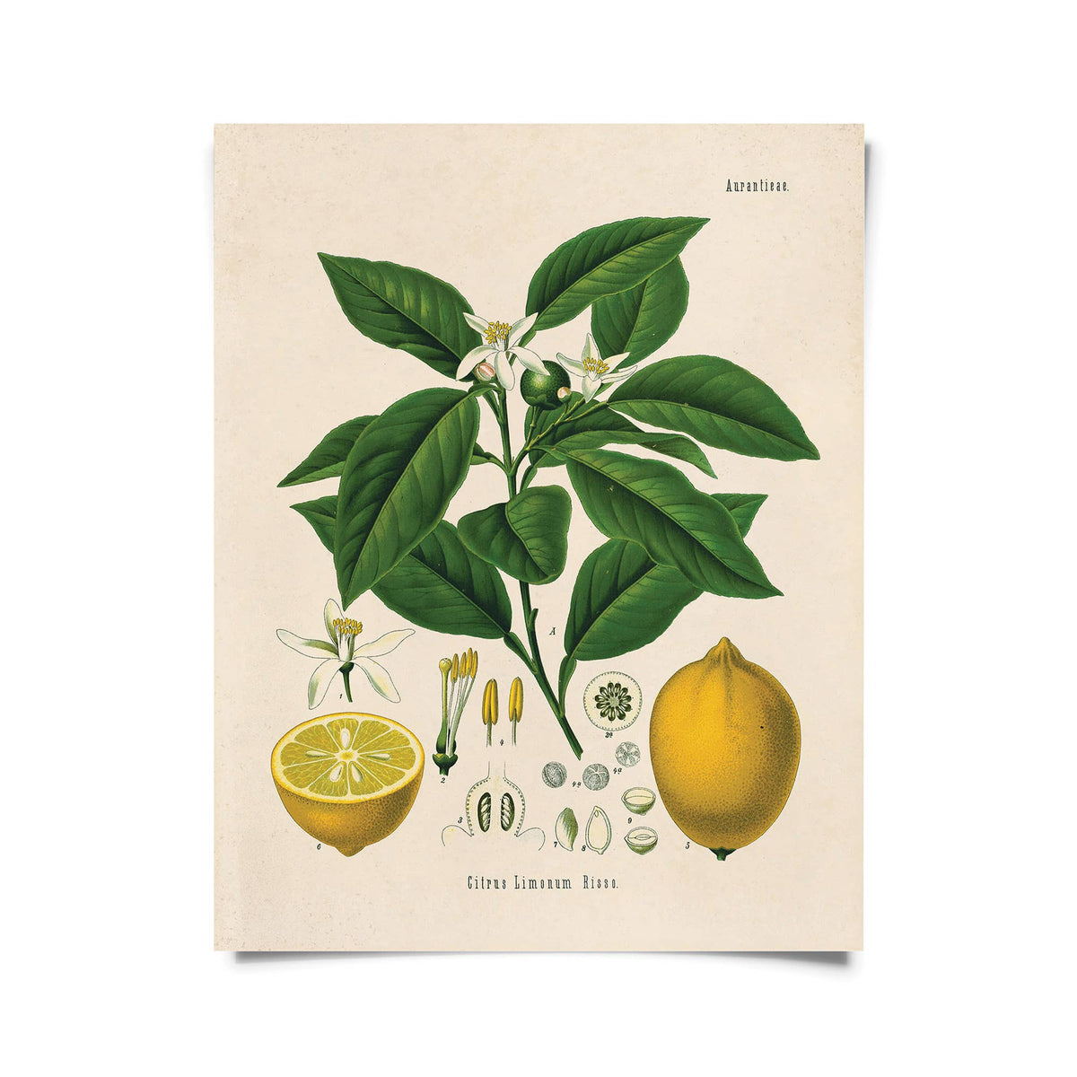 Curious Prints Giclee Print 11x14 (Unframed) Vintage Botanical Citrus Lemon Print