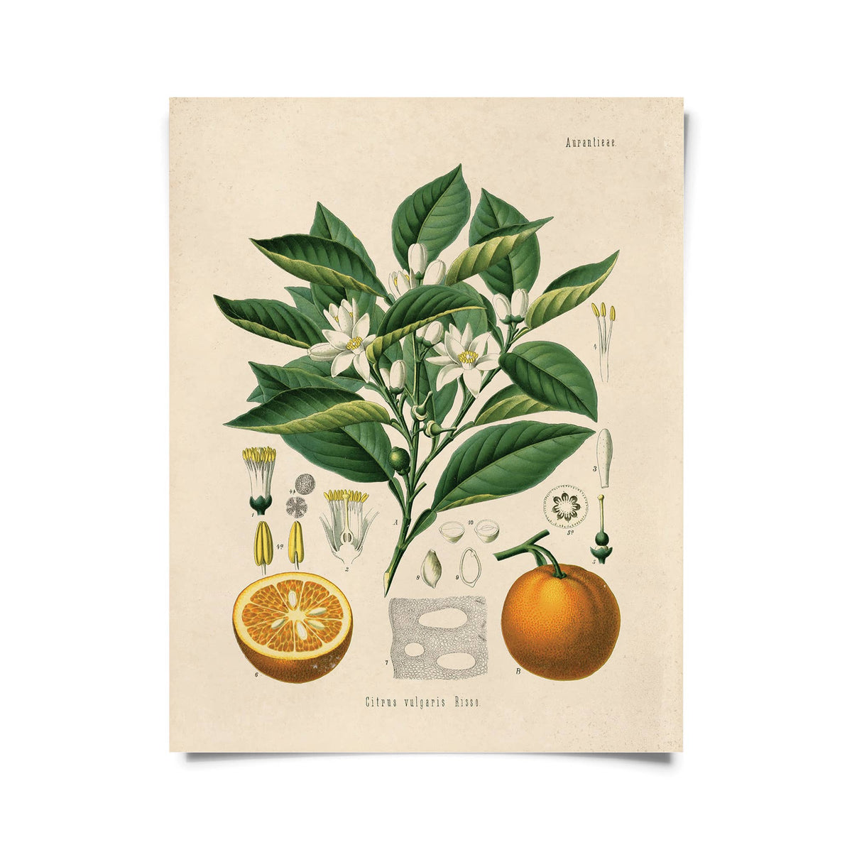 Curious Prints Giclee Print 11x14 (Unframed) Vintage Botanical Citrus Orange Print