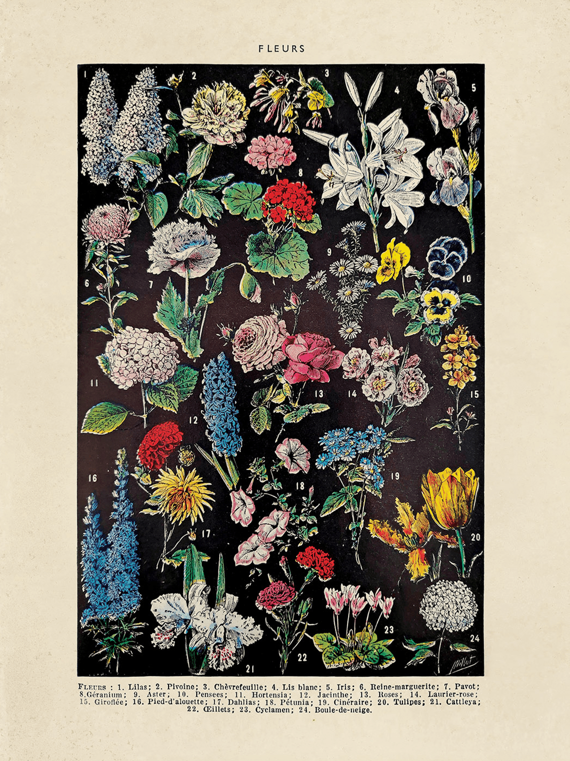 Curious Prints Giclee Print 11x14" (Unframed) Vintage Botanical Fleurs Flower Print
