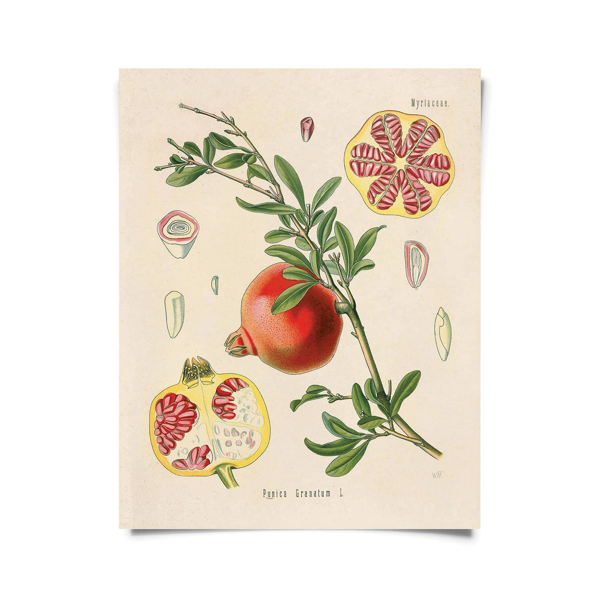 Vintage Botanical Pomegranate Fruit Print – Persephone's Hearth