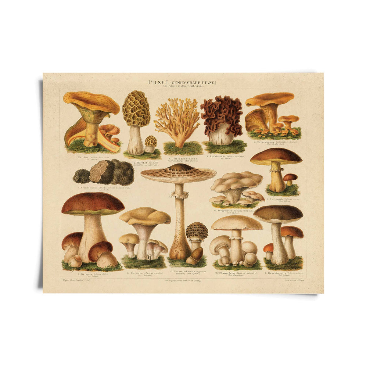 Curious Prints Giclee Print 11x14" (Unframed) Vintage German Pilze No.1 Mushroom Print