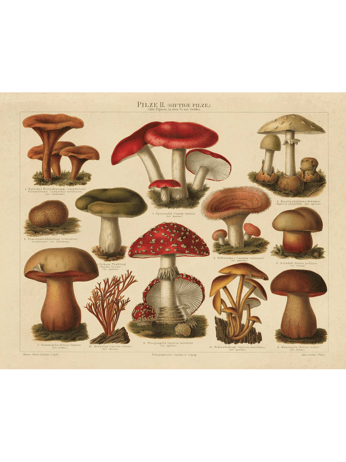 Curious Prints Giclee Print 11x14" (Unframed) Vintage German Pilze No.2 Mushroom Print