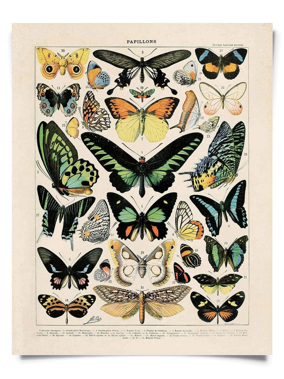 Curious Prints Giclee Print 11x14" (Unframed) Vintage Millot Butterfly No.1 Print, 14" x 11"