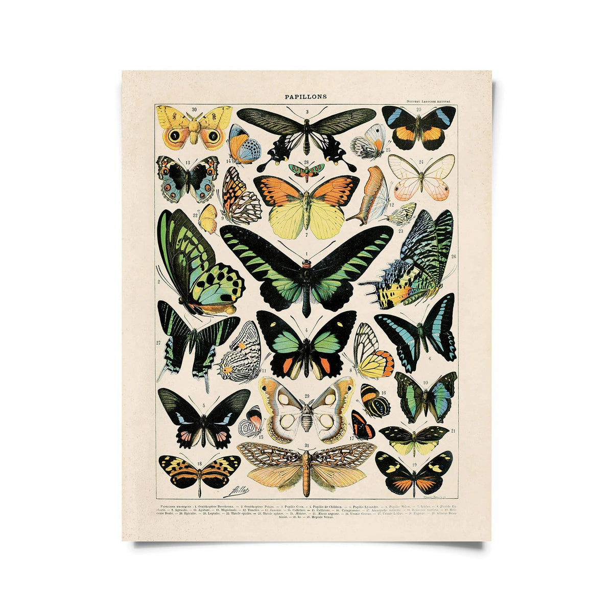 Curious Prints Giclee Print 11x14" (Unframed) Vintage Millot Butterfly No.1 Print