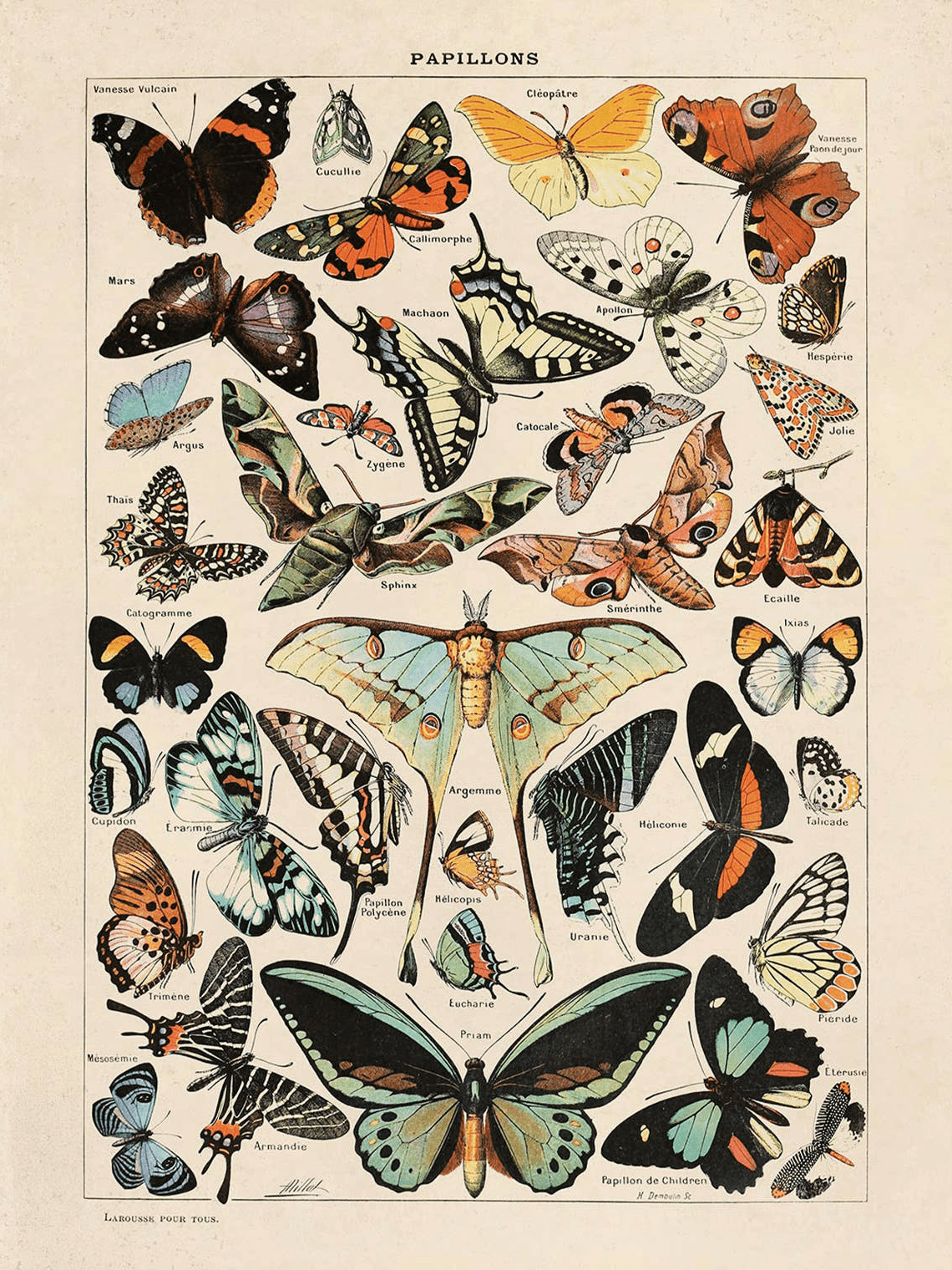 Curious Prints Giclee Print 11x14" (Unframed) Vintage Millot Butterfly No.2 Print