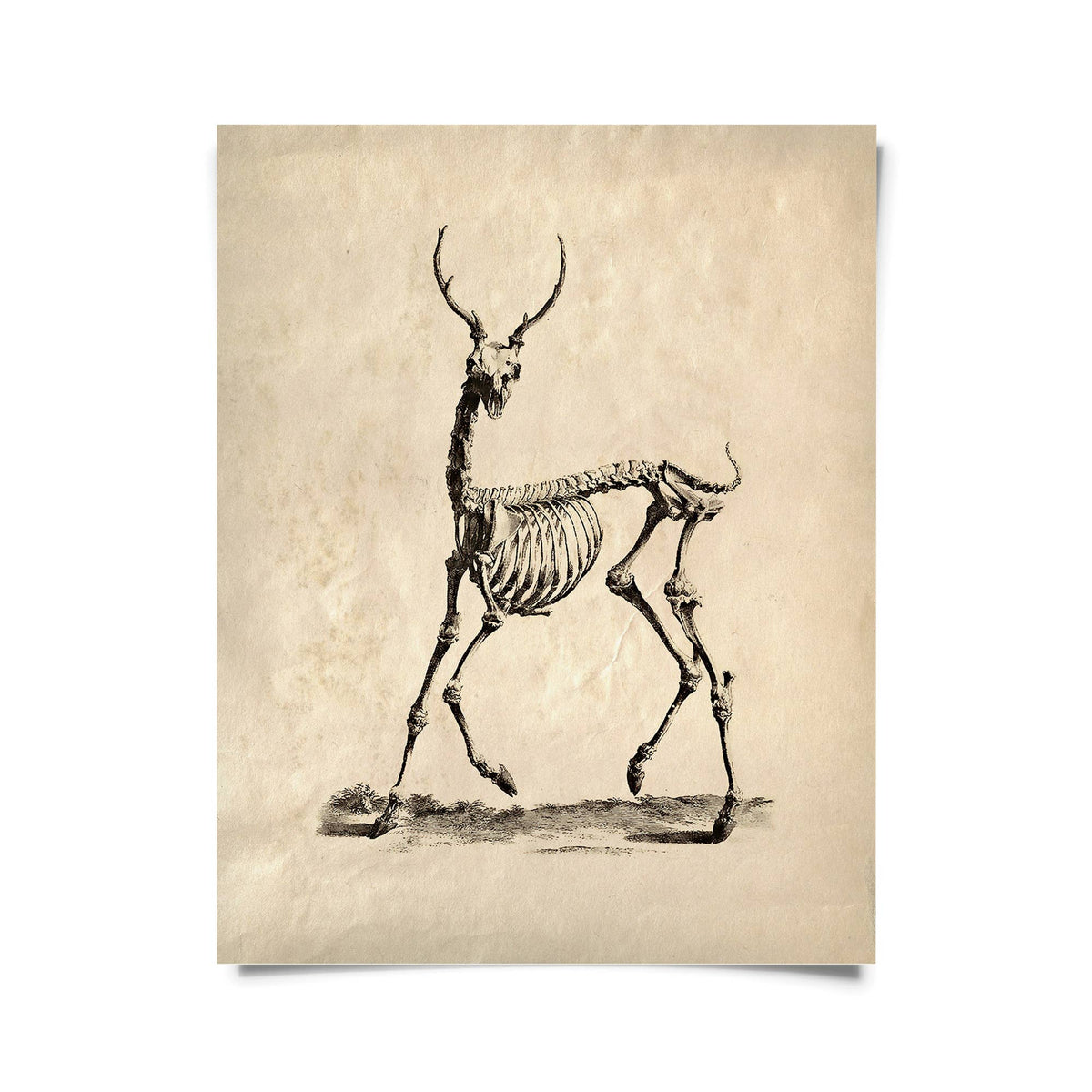Curious Prints Giclee Print 8x10" (Unframed) Vintage Deer Skeleton Print