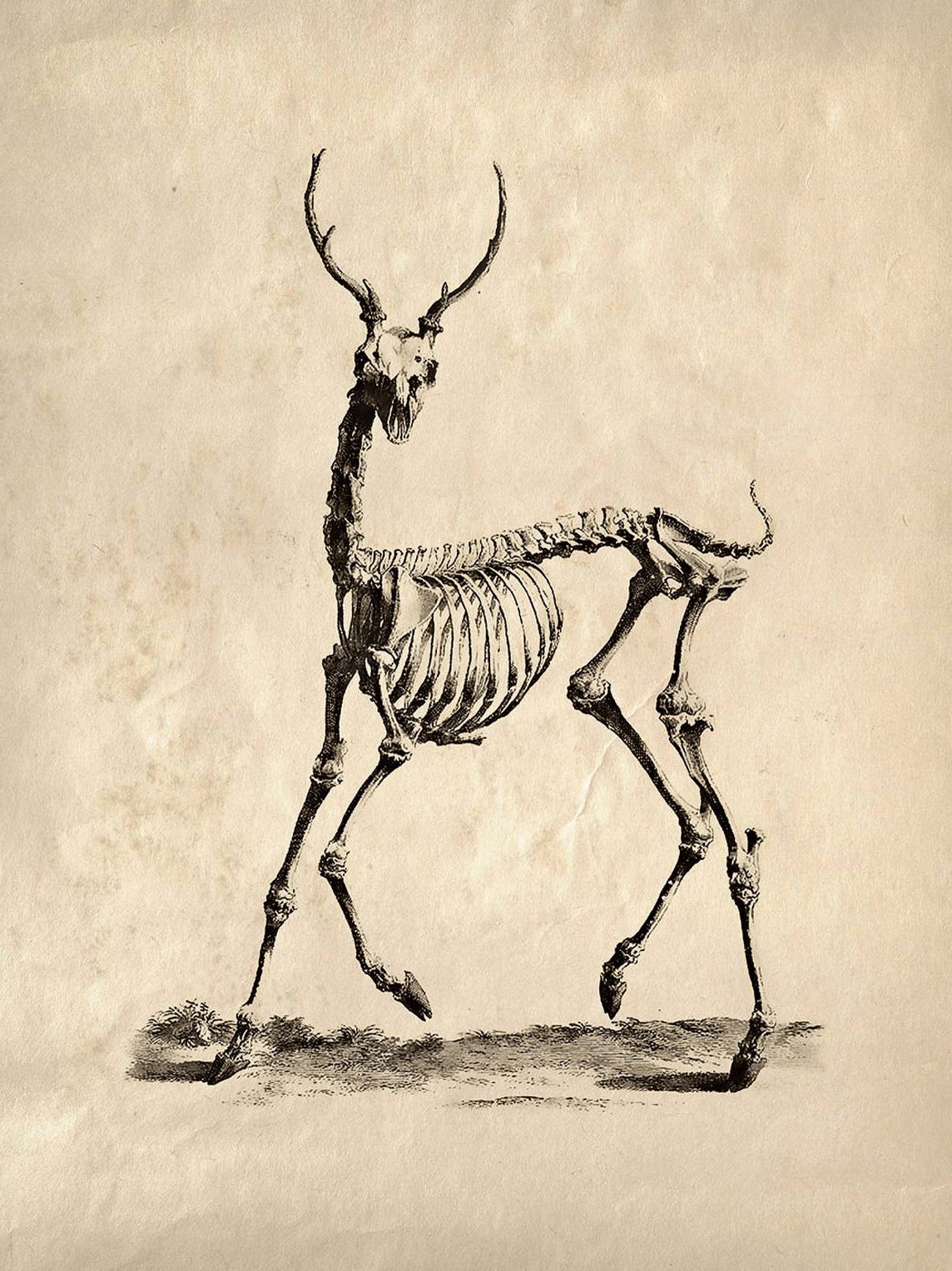 Curious Prints Giclee Print 8x10" (Unframed) Vintage Deer Skeleton Print