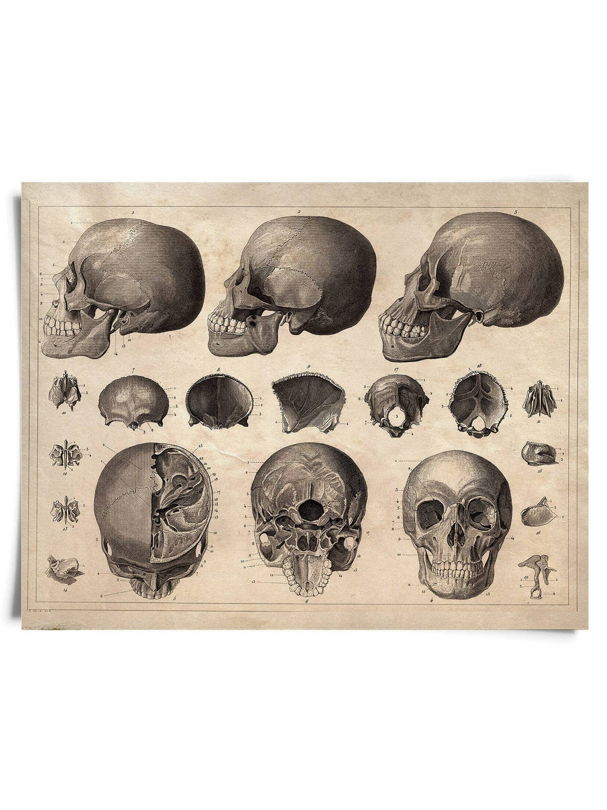 Curious Prints Giclee Print Vintage Anatomy Skull Diagram Print w/ optional frame: 10x8 / Print only