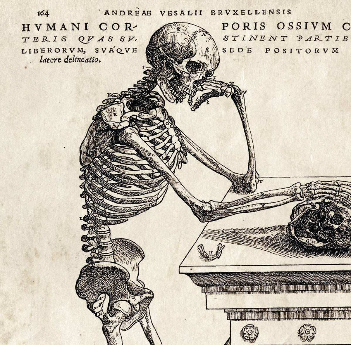 Curious Prints Vintage Anatomy Skeleton Leaning Print w/ optional frame: 8x10 / Print Only