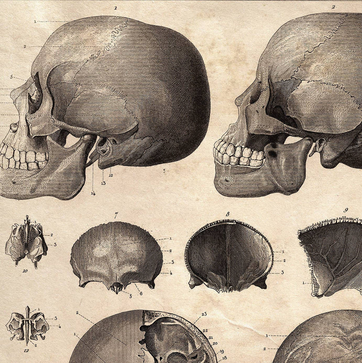 Curious Prints Vintage Anatomy Skull Diagram Print w/ optional frame: 10x8 / Print only