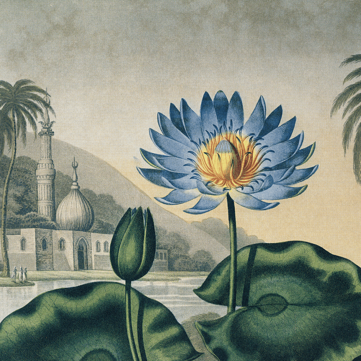 Curious Prints Vintage Botanical Egyptian Water-Lily Print w/ frame option: 11x14 / Print Only