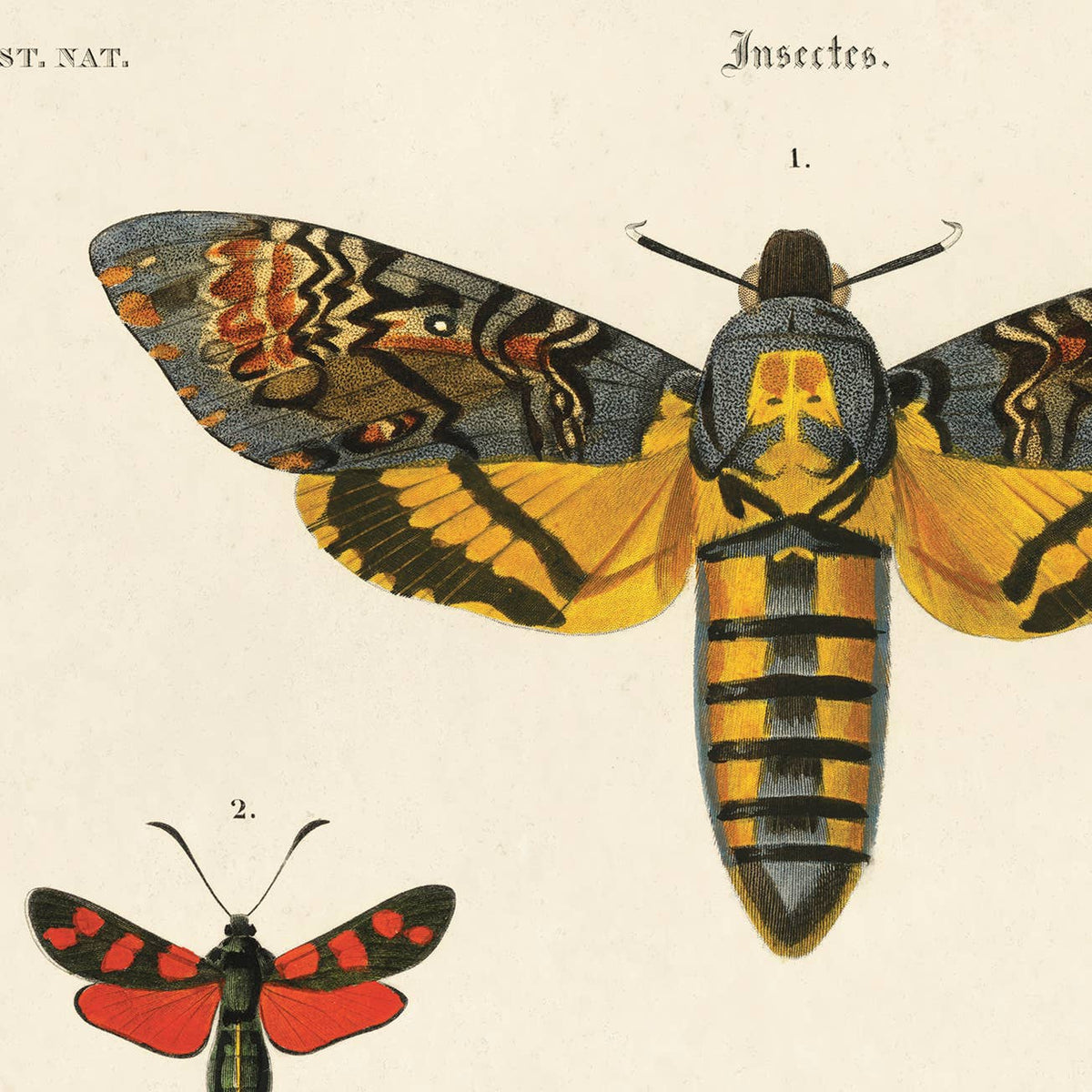 Curious Prints Vintage d'Orbigny Sphinx Moth Insect Print w/ optional frame: 10x8 / Print only