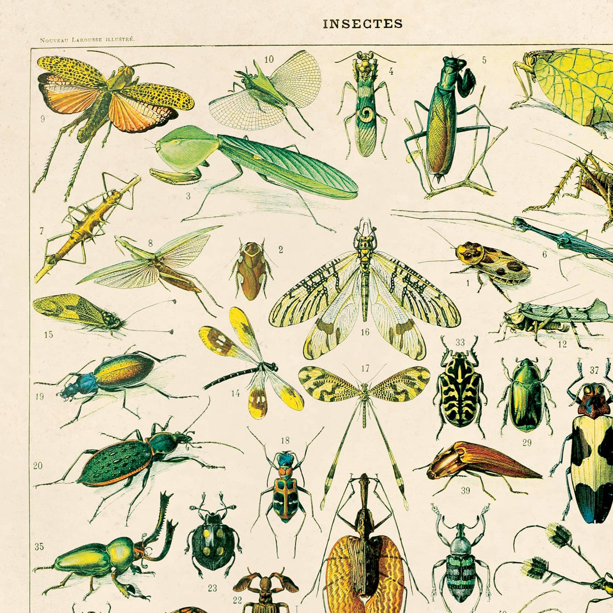 Curious Prints Vintage Millot Insects 1 Print w/ optional frame: 11x14 / Print Only