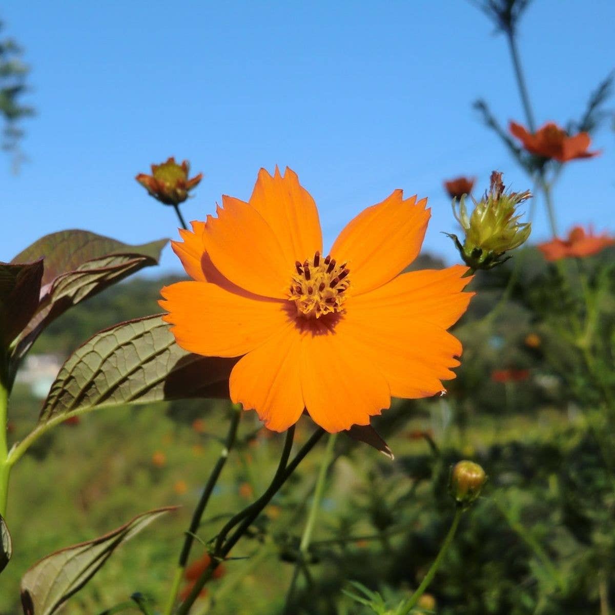 Sow the Magic Sunflower Seeds