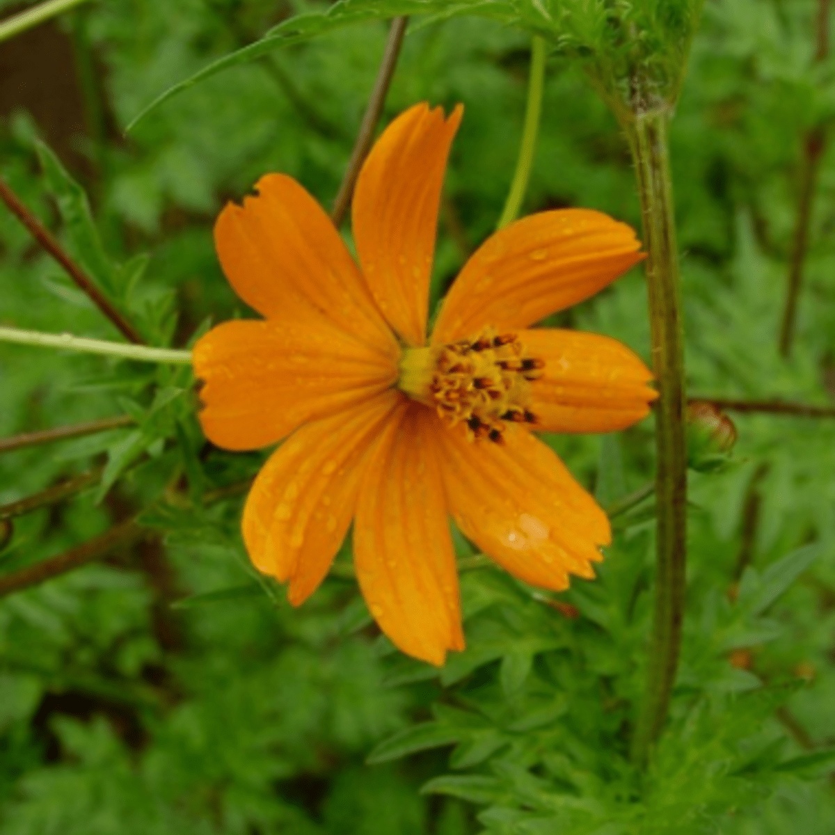 Sow the Magic Sunflower Seeds - Thumbnail 3