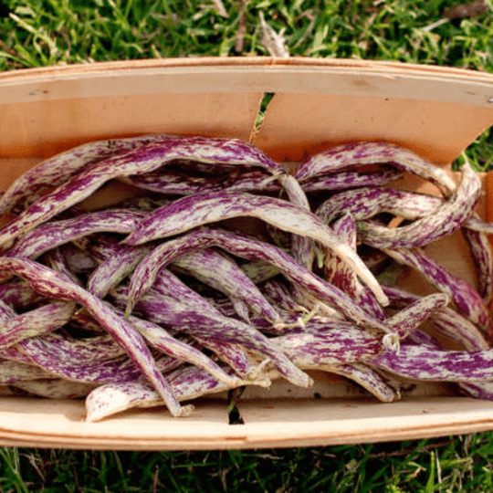 Sow the Magic Dragon Tongue Bush Bean Seed Packet - Thumbnail 4