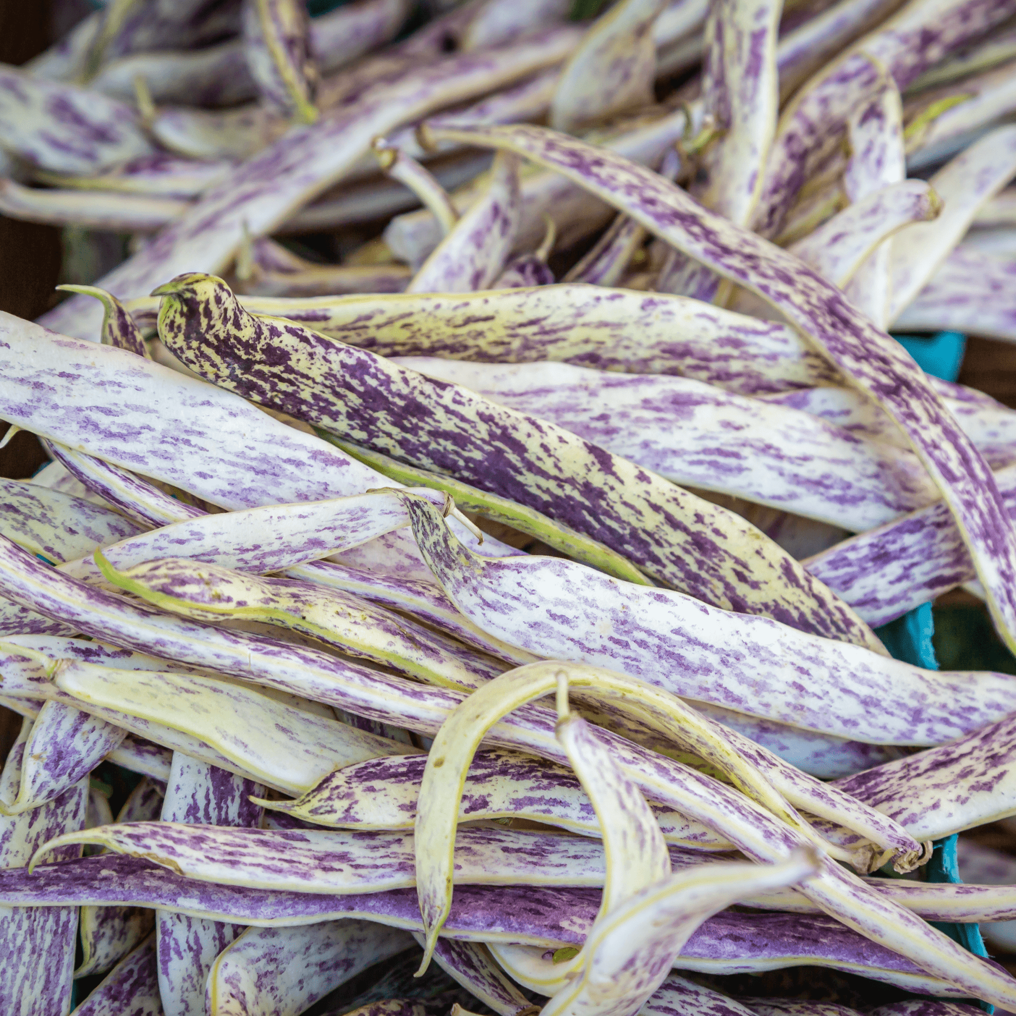 Sow the Magic Dragon Tongue Bush Bean Seed Packet - Thumbnail 3