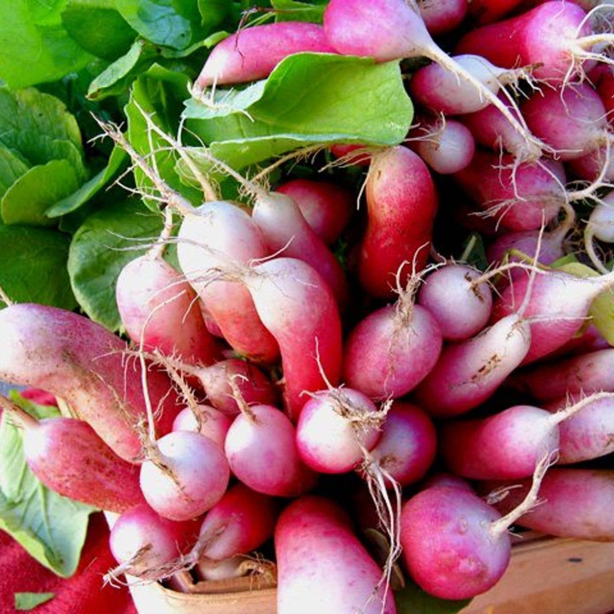 Sow the Magic Tarot Garden French Breakfast Radish Seeds