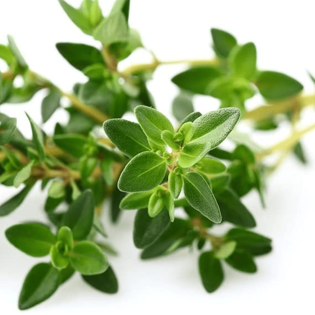 Garden Thyme Tarot Garden Seed Packet - Shop at Persephone's Hearth