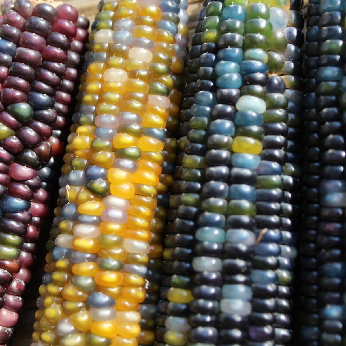 Glass Gem Corn Tarot Garden Seed Packet - Shop at Persephone's Hearth