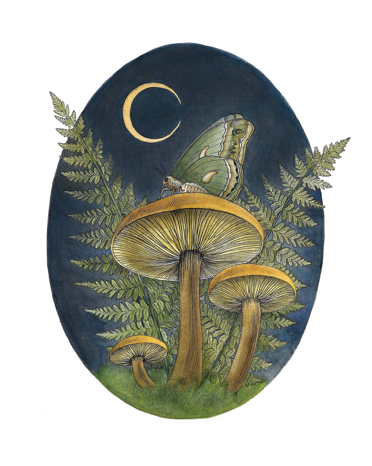 Kyla Rae Design Watercolor Mushroom Art With Moth And Fern, Botanical Illustration Of Ferns, Moth, And Mushrooms, Office And Living Room Decor: 8x10