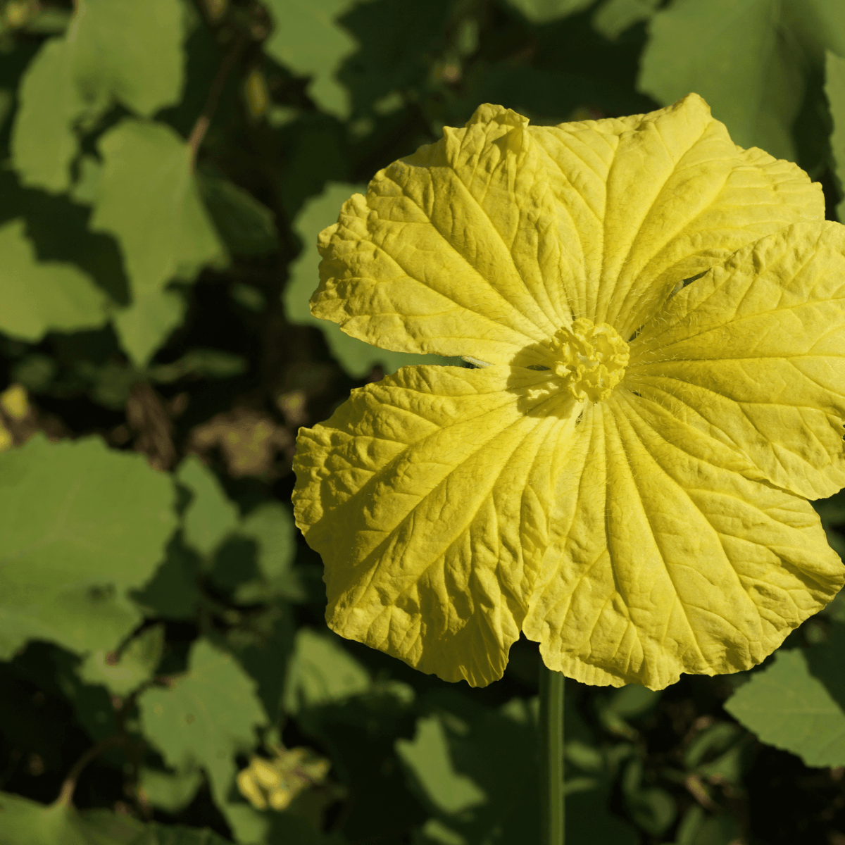 Luffa Gourd Tarot Garden Seed Packet - Shop at Persephone's Hearth