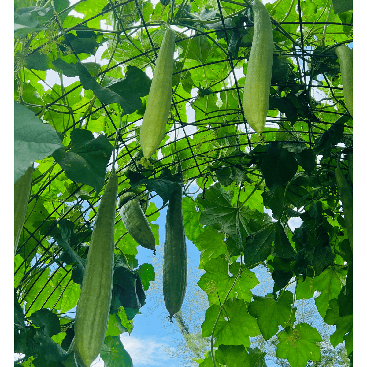 Luffa Gourd Tarot Garden Seed Packet - Shop at Persephone's Hearth
