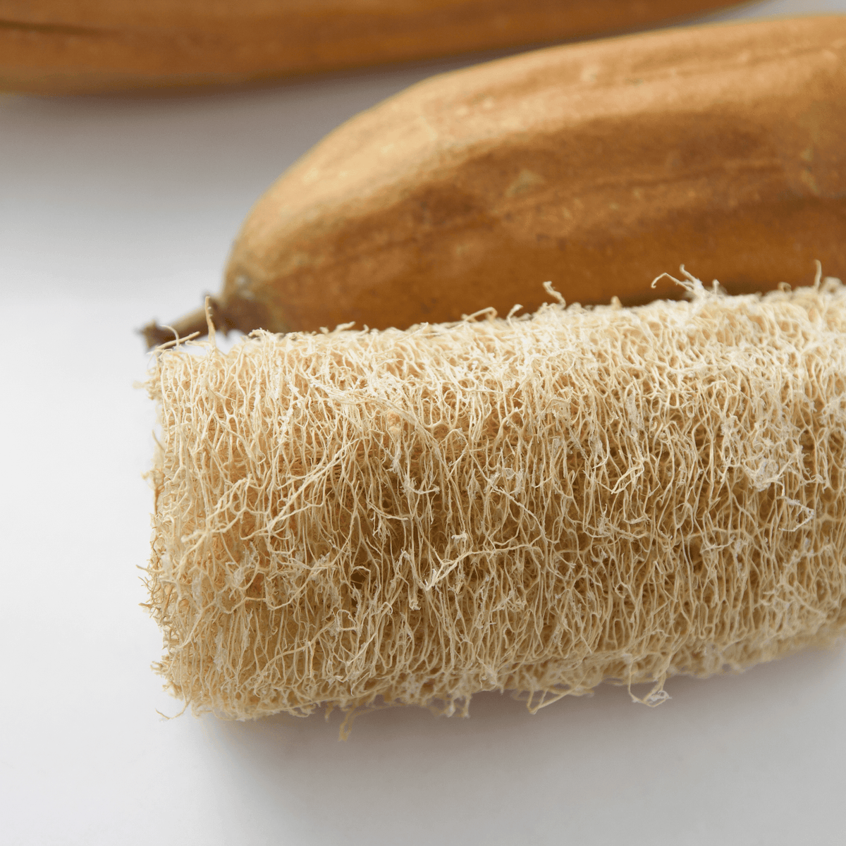 Luffa Gourd Tarot Garden Seed Packet - Shop at Persephone's Hearth