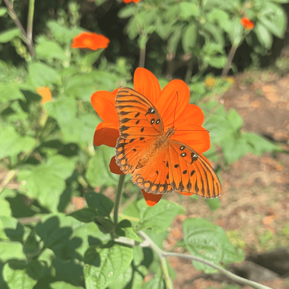 Mexican Sunflower Tarot Garden Seed Packet - Shop at Persephone's Hearth