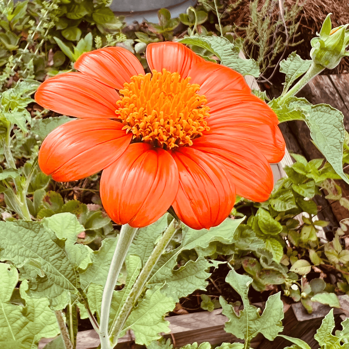 Mexican Sunflower Tarot Garden Seed Packet - Shop at Persephone's Hearth
