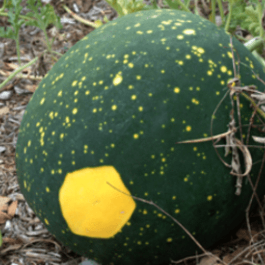 Moon and Stars Watermelon Tarot Garden Seed Packet - Shop at Persephone's Hearth