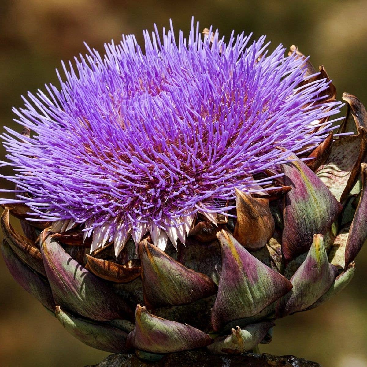 Purple Artichoke Tarot Garden Seed Packet - Shop at Persephone's Hearth