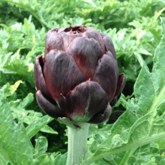Purple Artichoke Tarot Garden Seed Packet - Shop at Persephone's Hearth